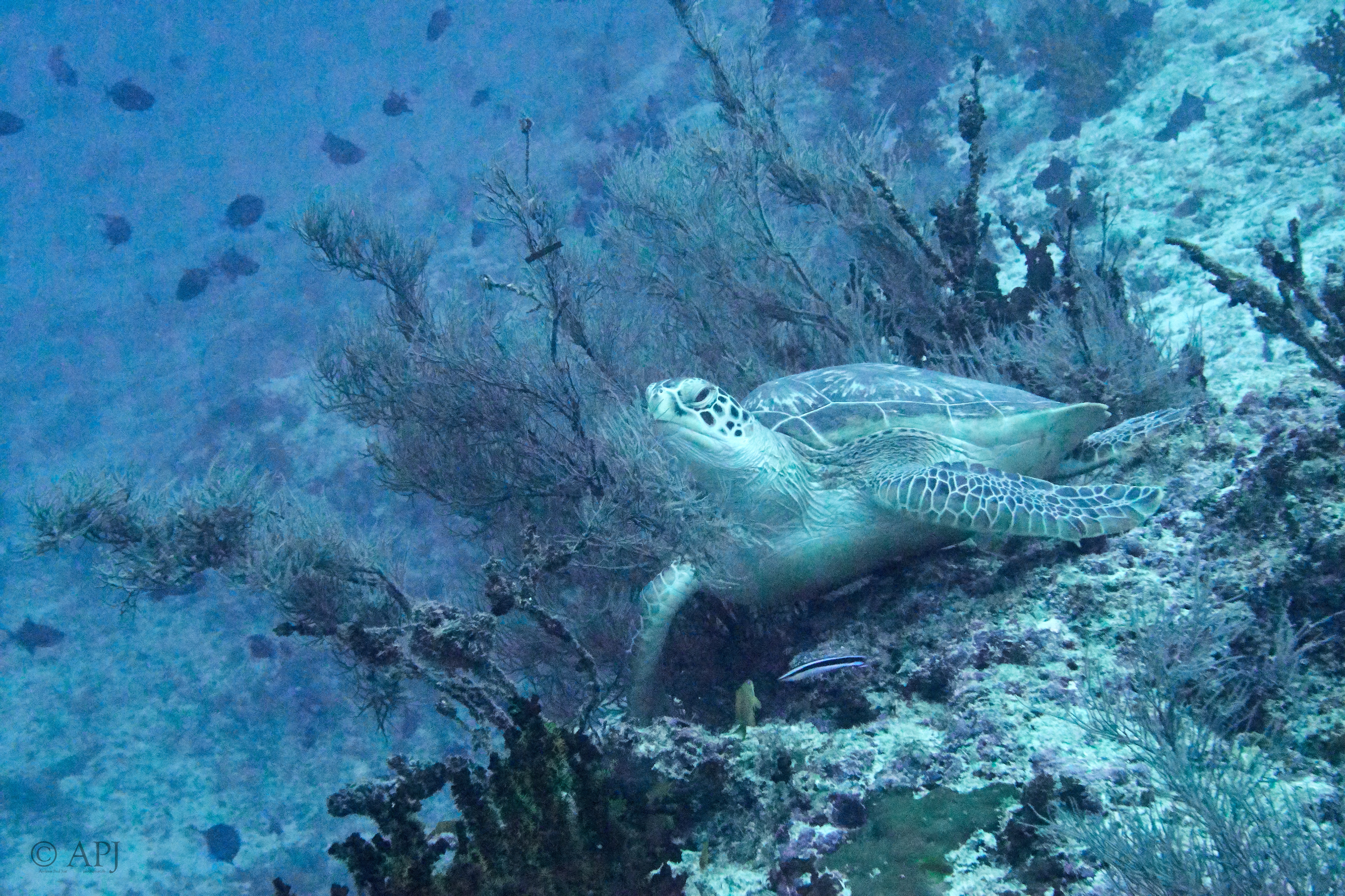 003294 18 08 17  Canon PowerShot G7 X Mark II   Malediven2017